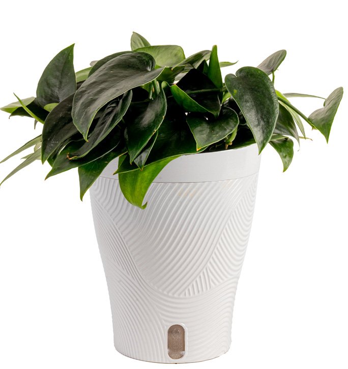 Scindapsus ‘Black Mamba’ (Scindapsus sp. ‘Black Mamba’)