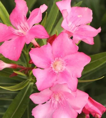 Nerium oleander (Oleander)