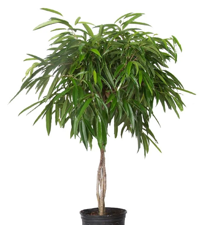 Ficus ‘Alii’ (Ficus binnendijkii)