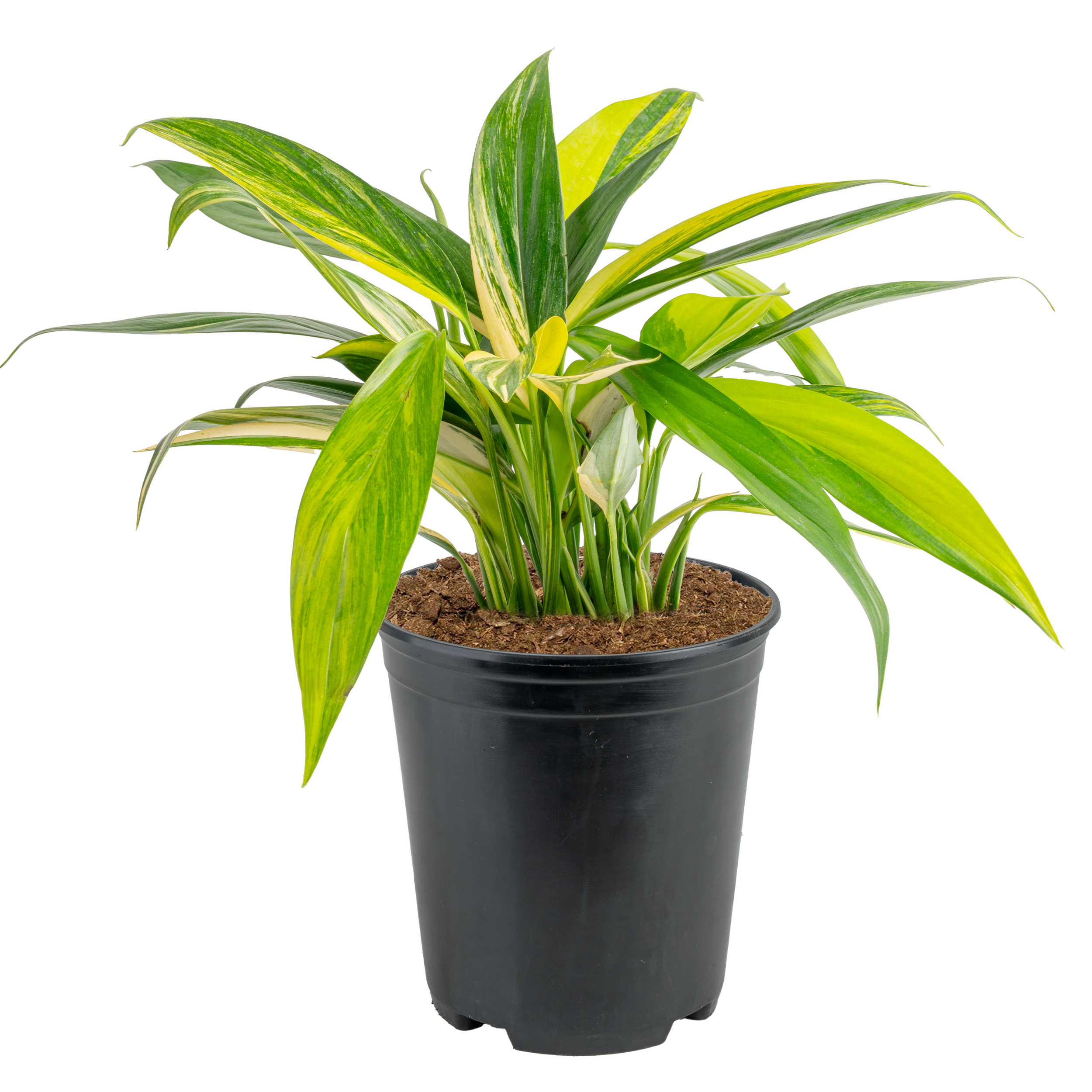 Amplissimum Variegata Pothos (Epipremnum amplissimum ‘Variegata’)