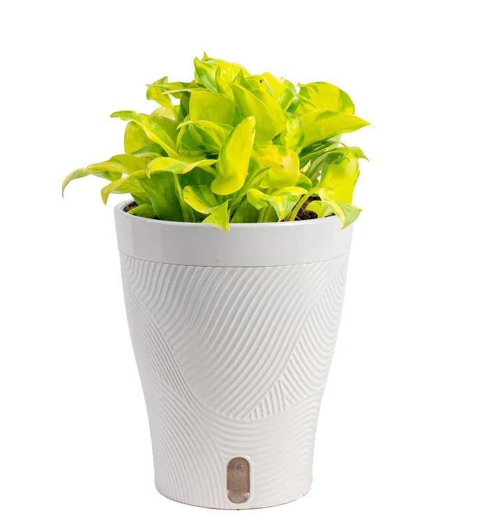 5in Neon Pothos in Livia Pot.jpeg