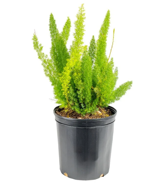 Foxtail Fern (Asparagus densiflorus ‘Myersii’)