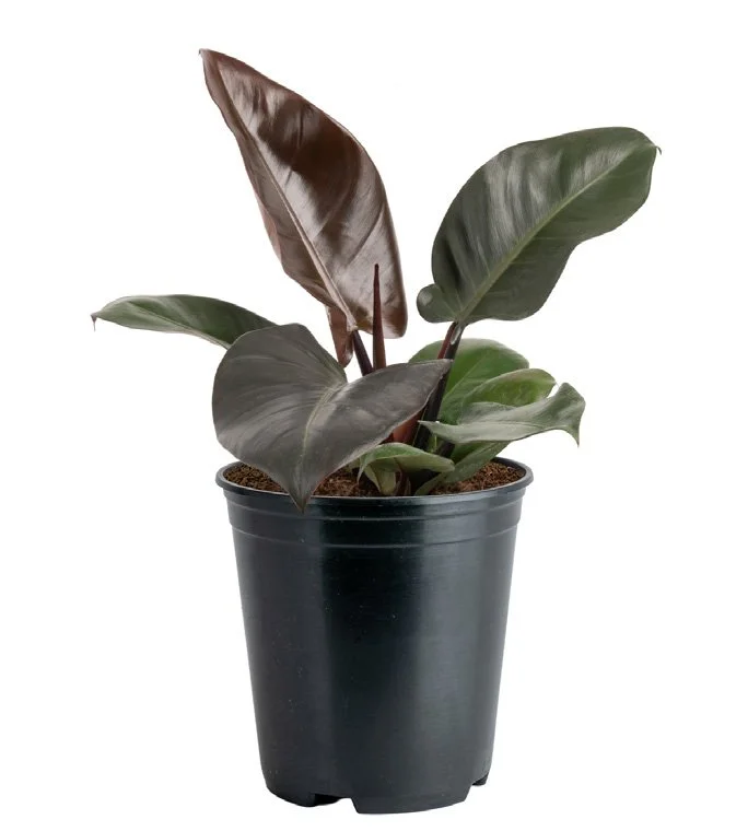 Philodendron ‘Black Cardinal’ (Philodendron erubescens hybrid)