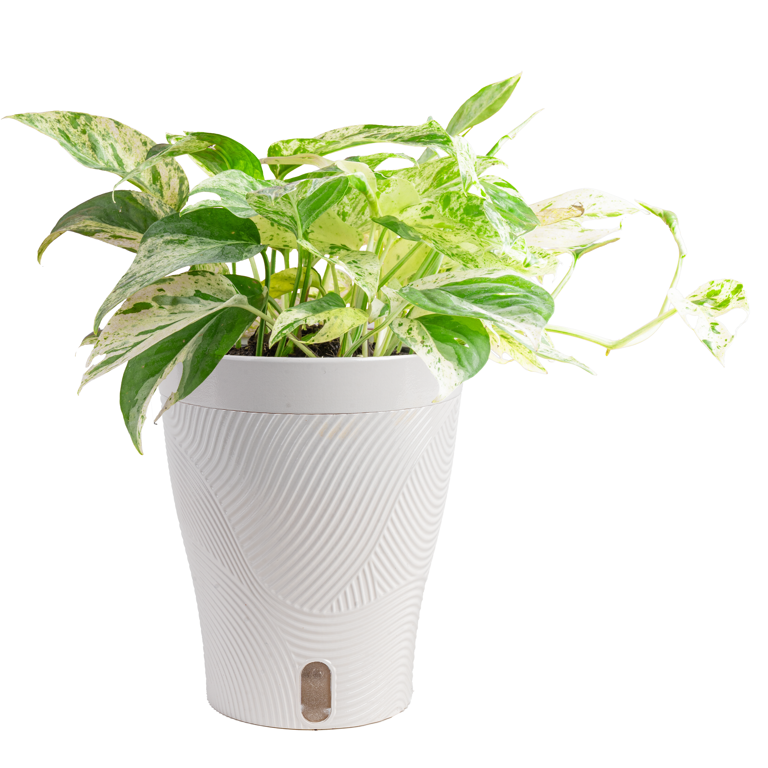 ‘Marble’ Pothos (Epipremnum pinnatum ‘Marble Variegata’)