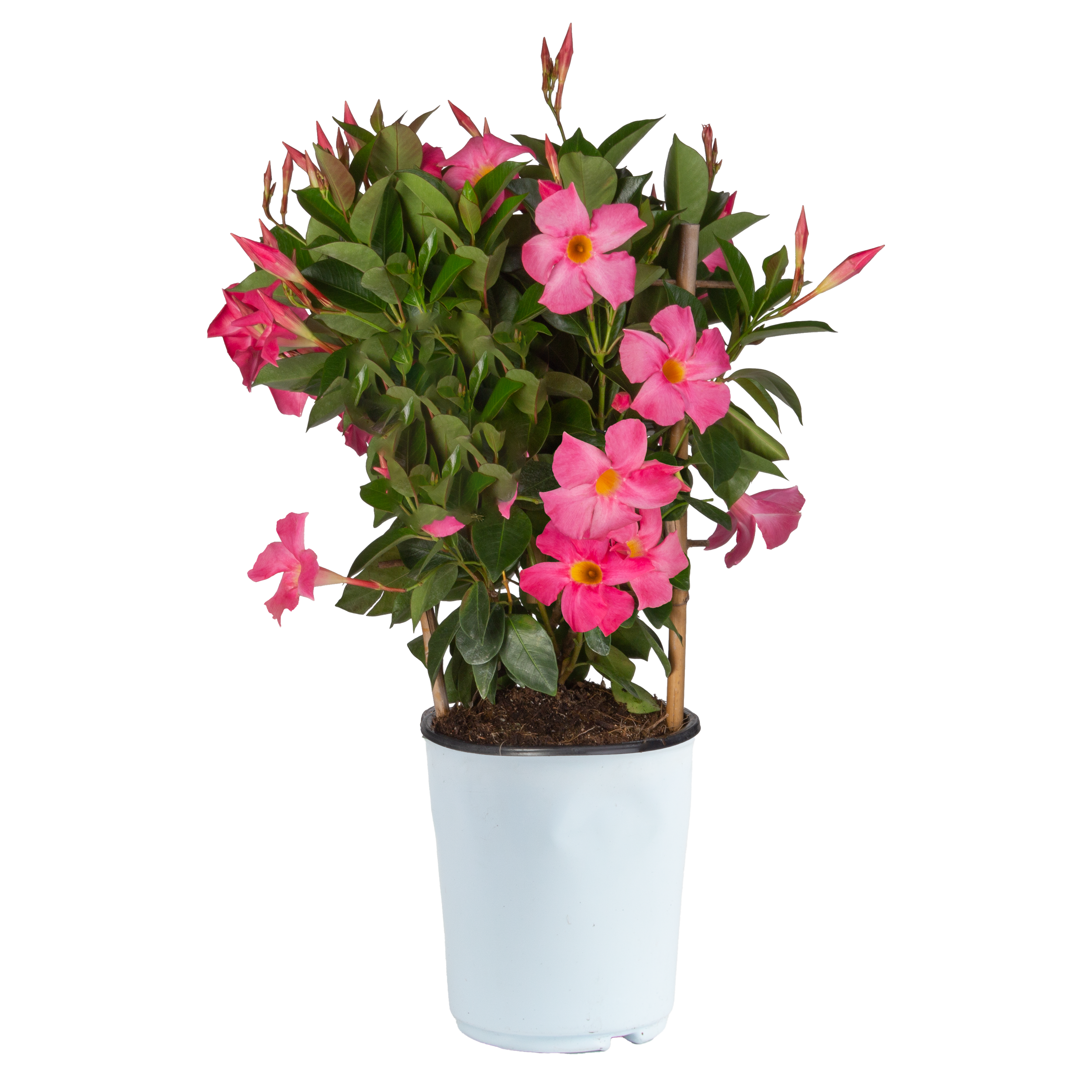 Mandevilla (Vining) (Mandevilla spp.)