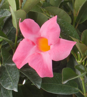 Pink Mandevilla Detail.png