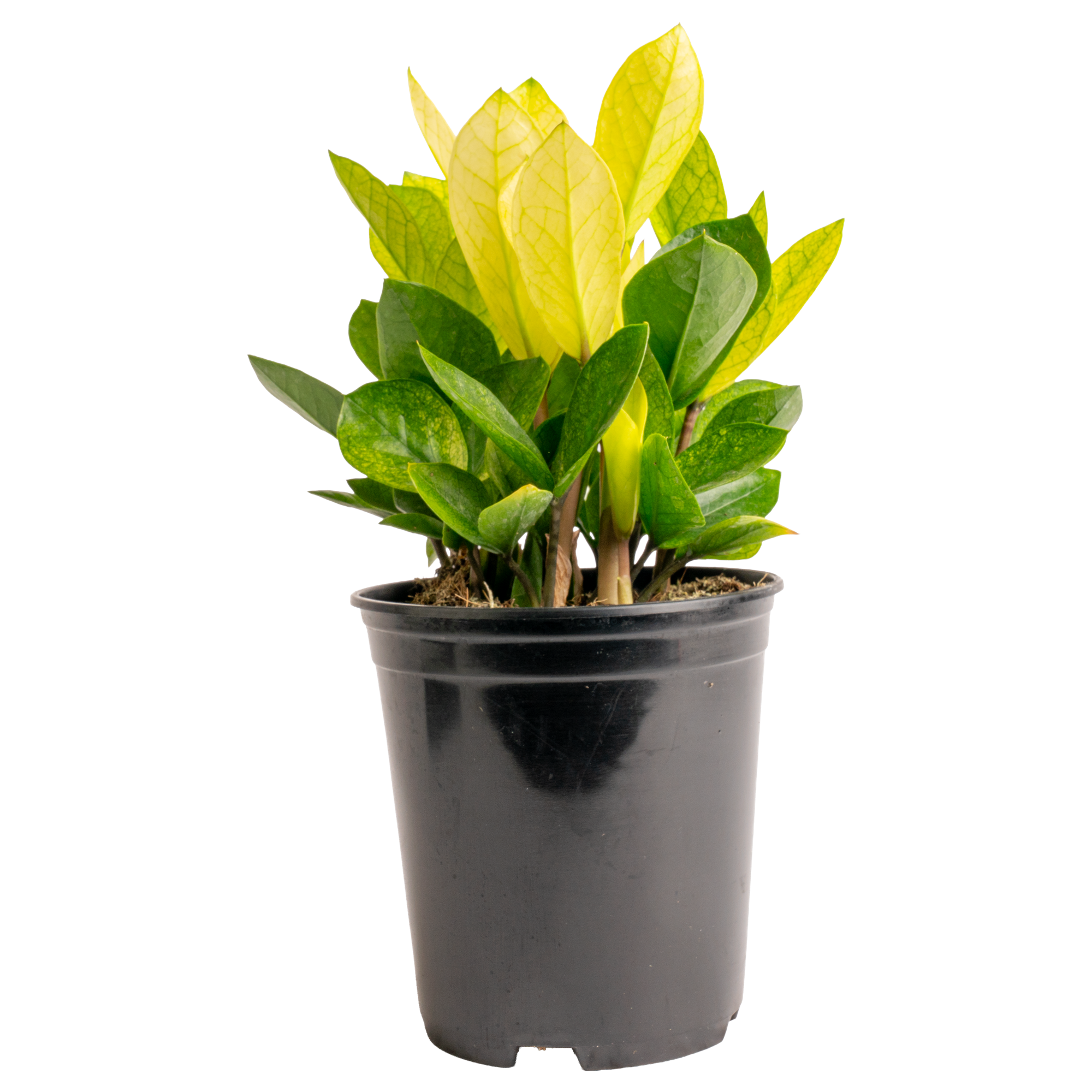 ‘Chameleon’ ZZ Plant (Zamioculcas zamiifolia ‘Chameleon’)