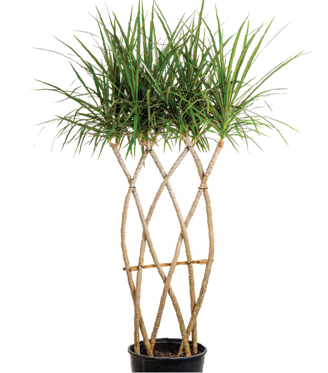 Dracaena Cane ‘Marginata Flatweave’ (Dracaeana Marginata)