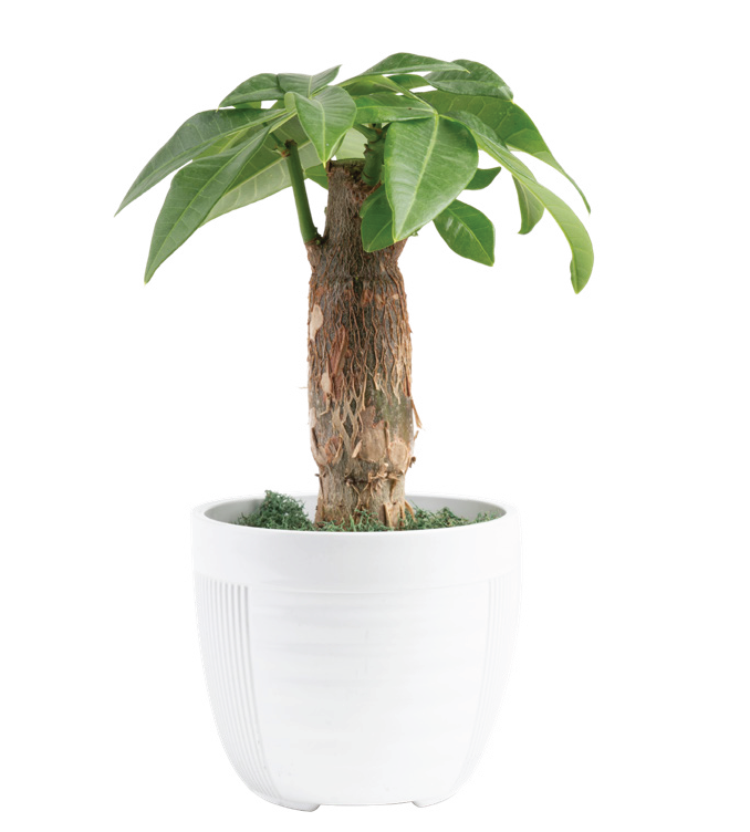 Pachira Bonsai (Pachira aquatica)