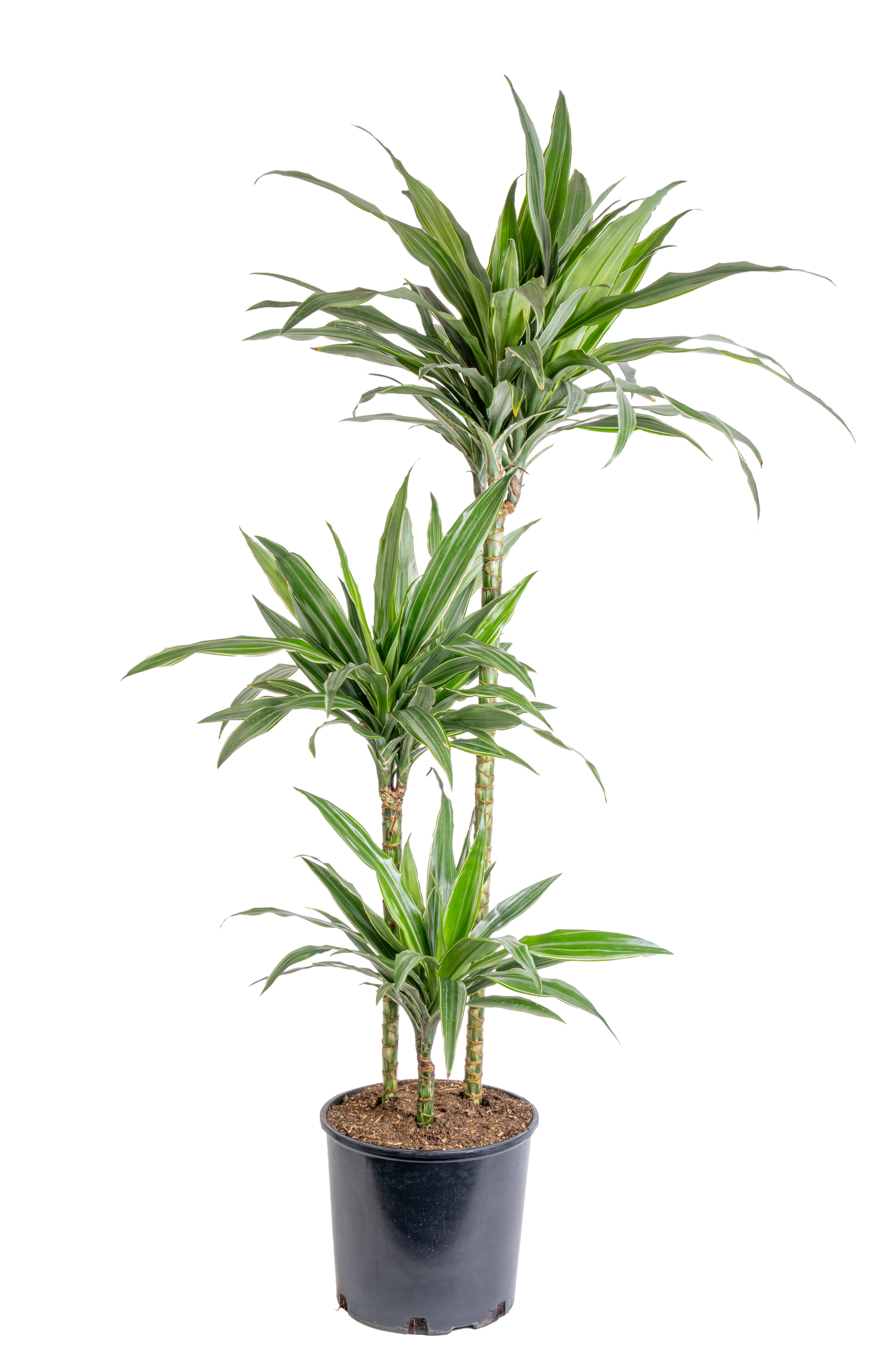 Dracaena Cane ‘Rikki’