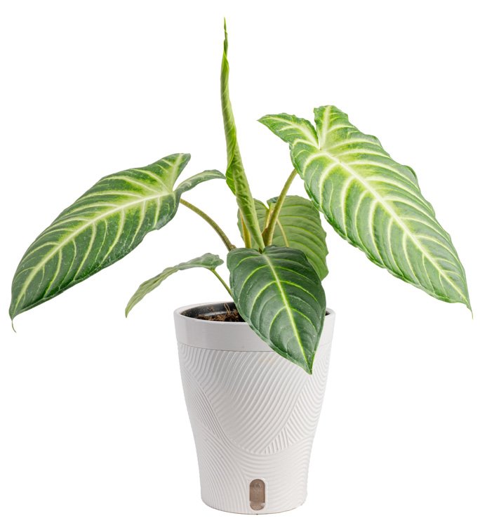 Xanthosoma (Phyllotaenium)