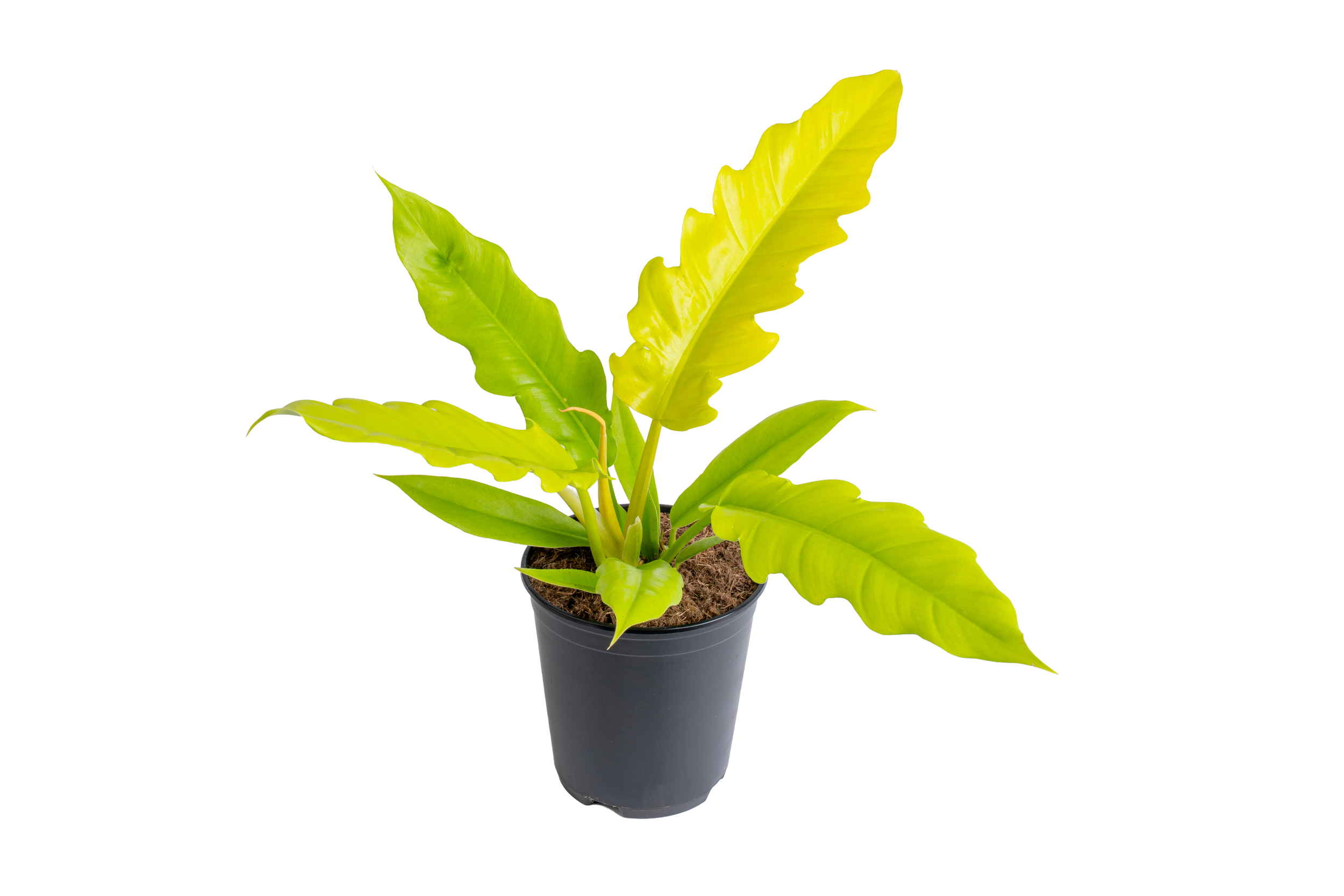 Philodendron ‘Golden Crocodile’ (Philodendron sp. ‘Golden Crocodile’)