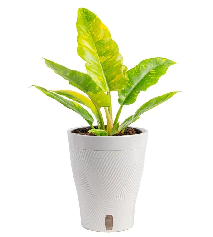 5in Philodendron Ring Of Fire in Livia Pot.jpeg