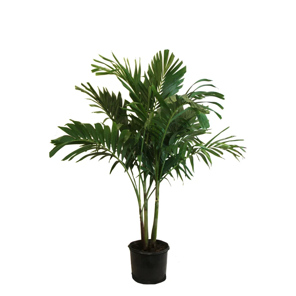 Adonidia Merrillii Pot Sizes