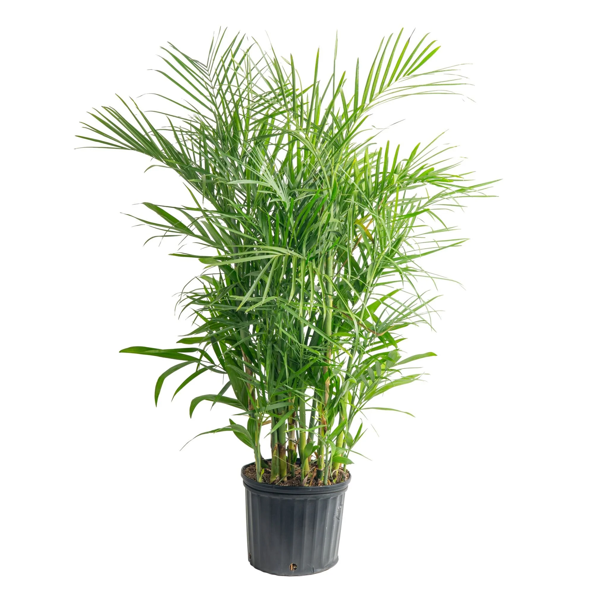 Seifrizii Palm (Chamaedorea seifrizii)