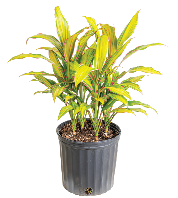 Cordyline ‘Kiwi’