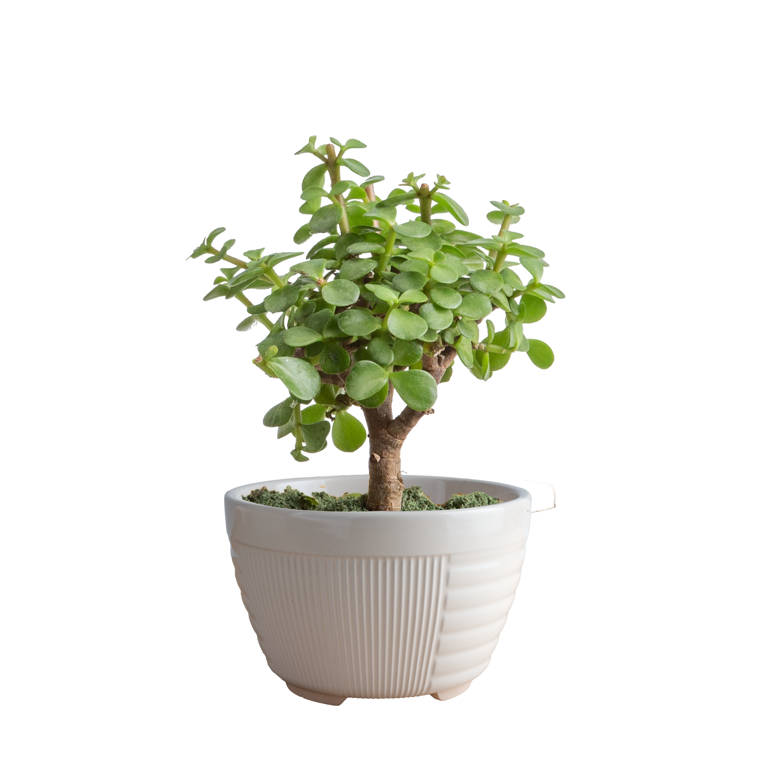 Portulacaria Bonsai (Portulacaria afra)