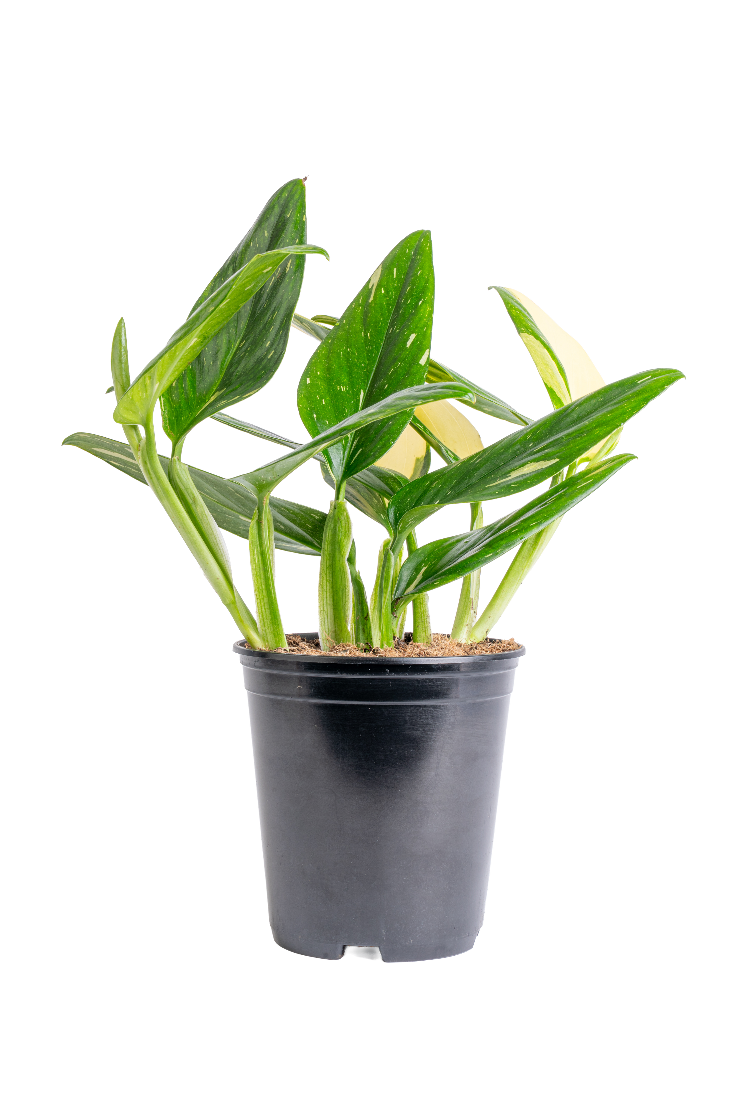 Monstera ‘Cobra’ (Monstera standleyana ‘Cobra’)