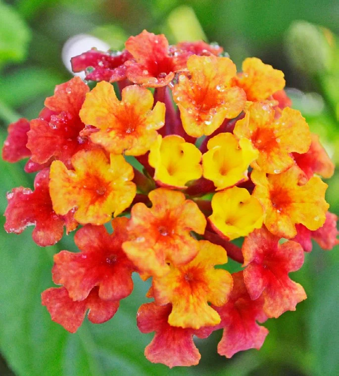 Lantana camara (Lantana)