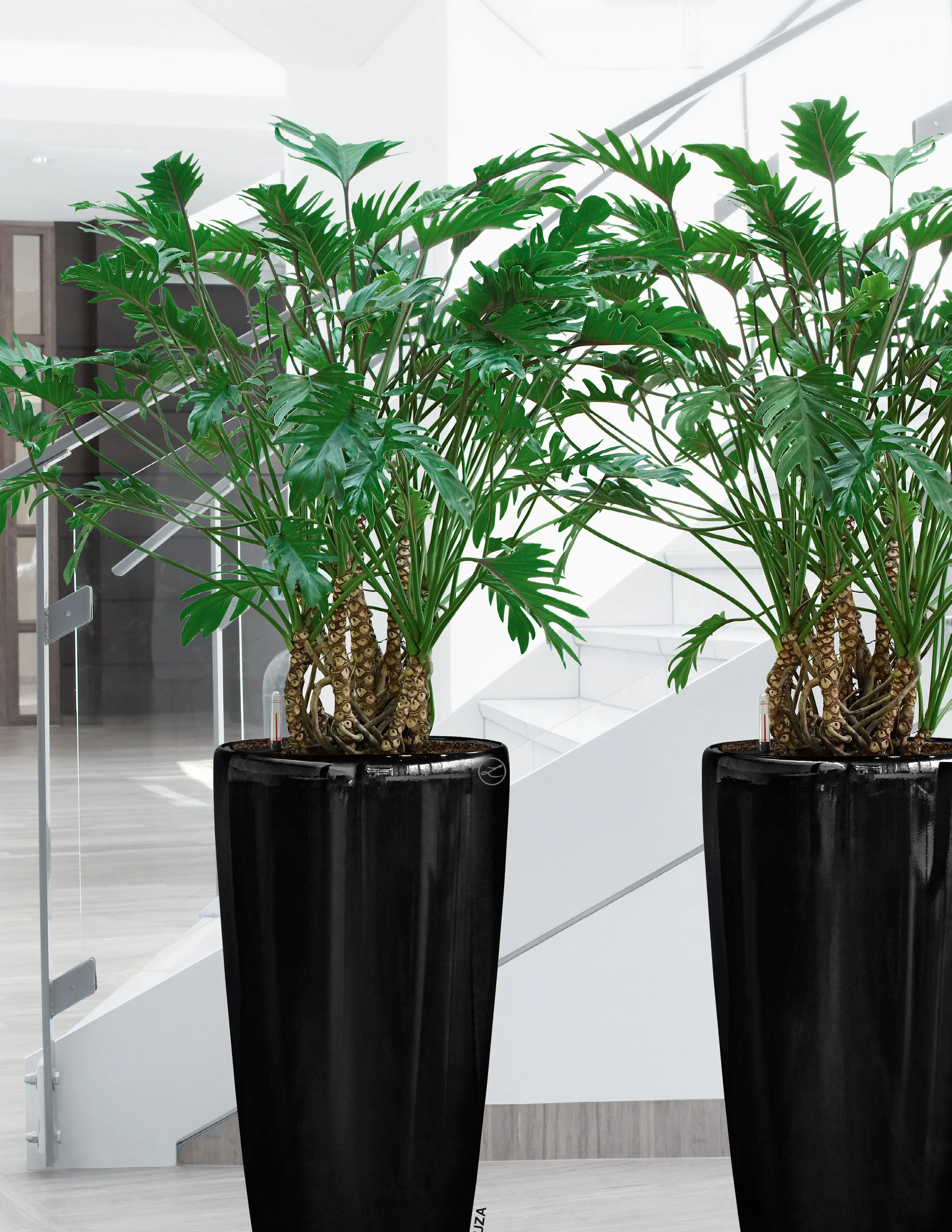 Philodendron Xanadu in Basalt Grey Matt, Self-Watering Tall Planter.jpeg
