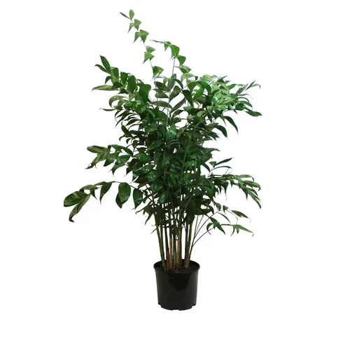 Chamaedorea Falcifera (Leilani)