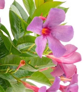 Bluephoria Mandevilla Detail.jpeg