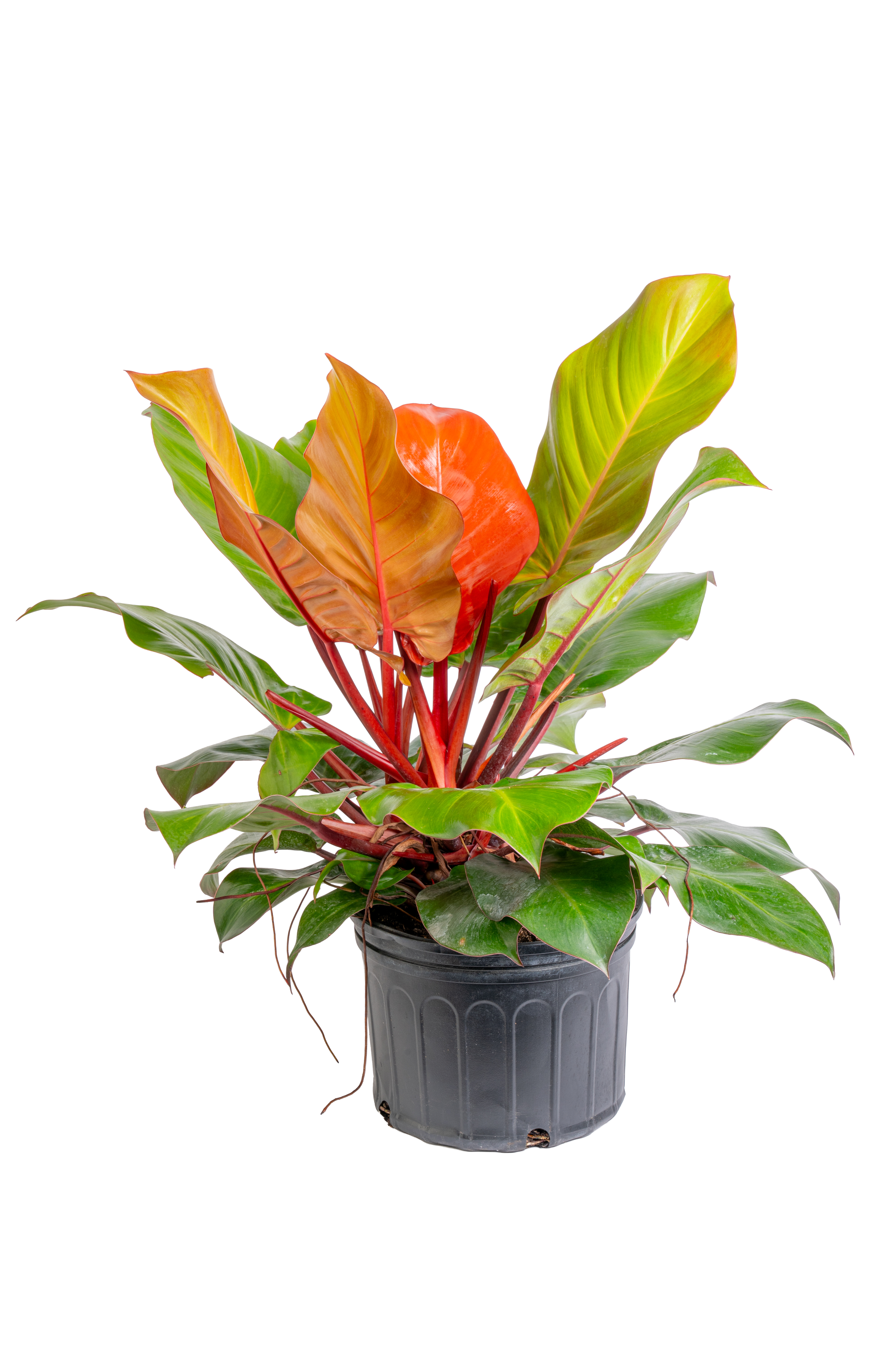 Philodendron ‘McColley’s Finale’ (Philodendron hybrid)