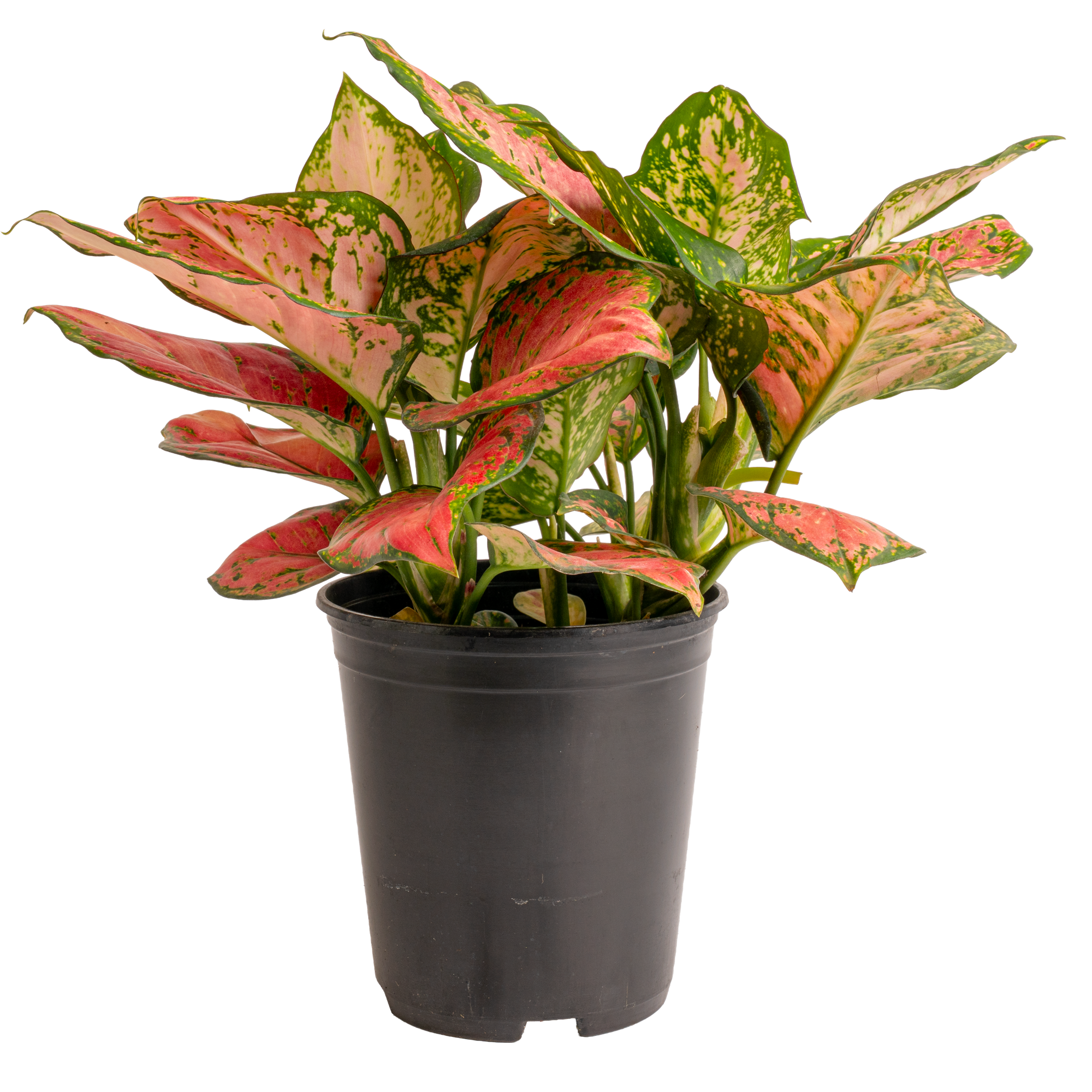 Aglaonema ‘Very Red’ (Aglaonema spp.)