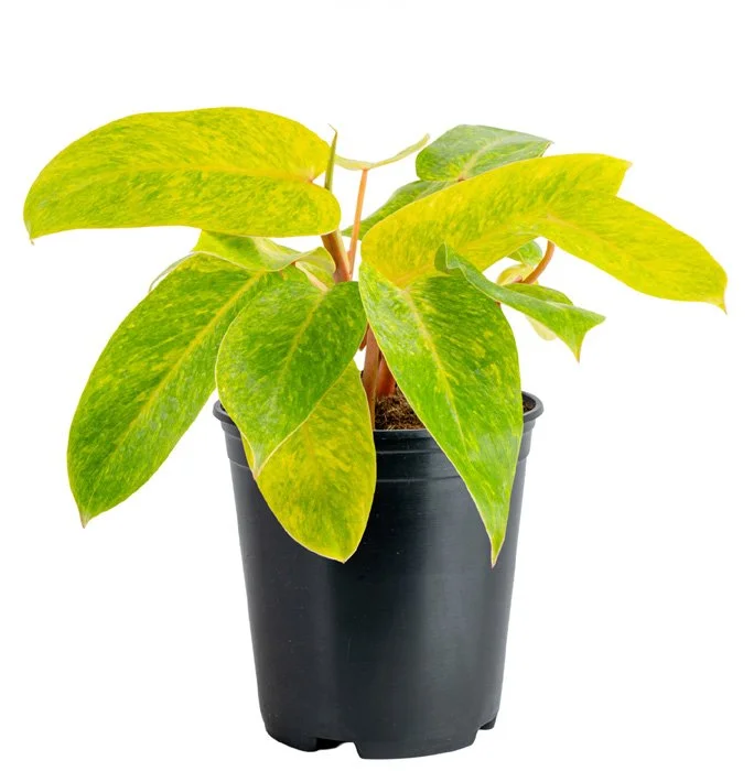Philodendron ‘Painted Lady’ (Philodendron erubescens ‘Painted Lady’)