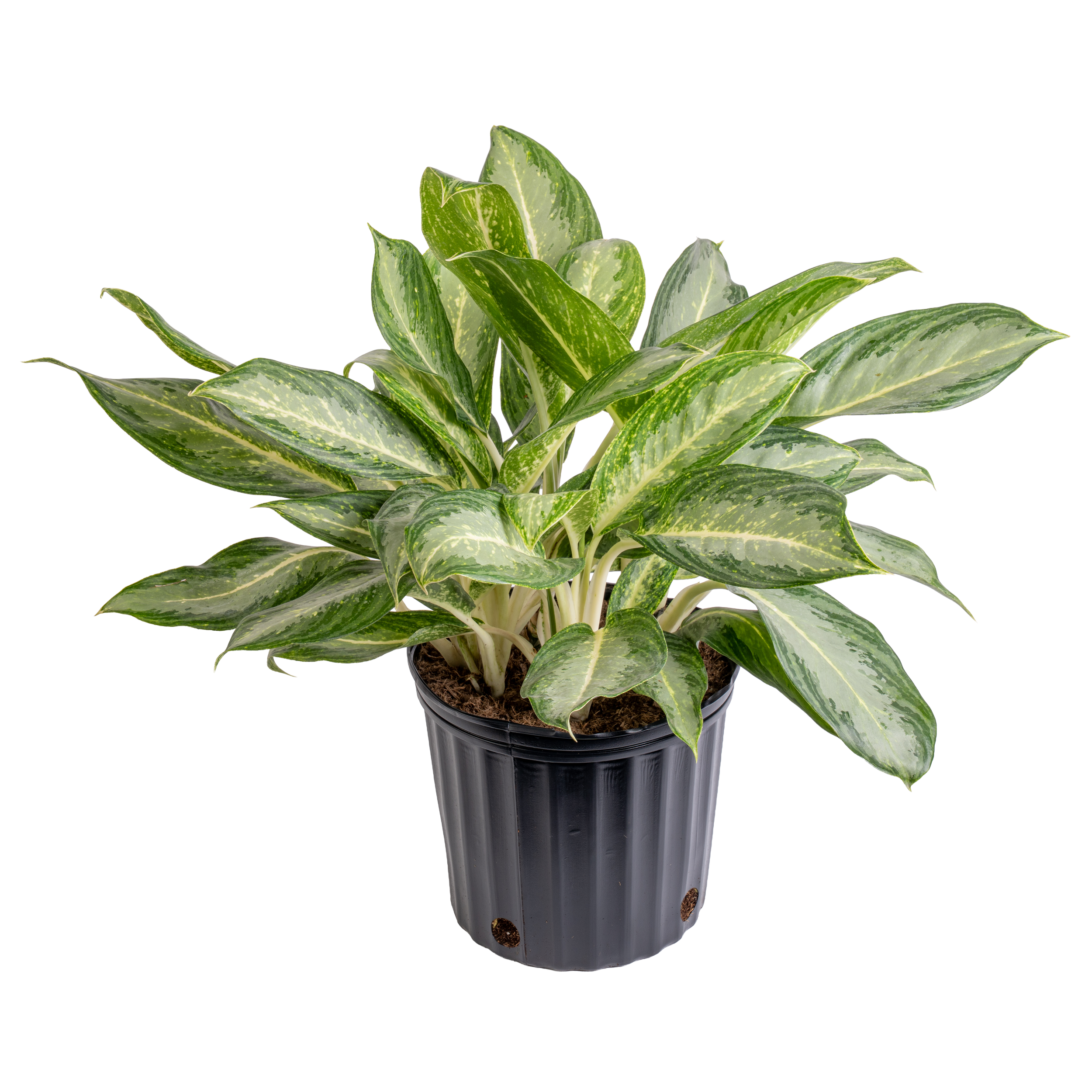 Aglaonema ‘BJ Freeman’