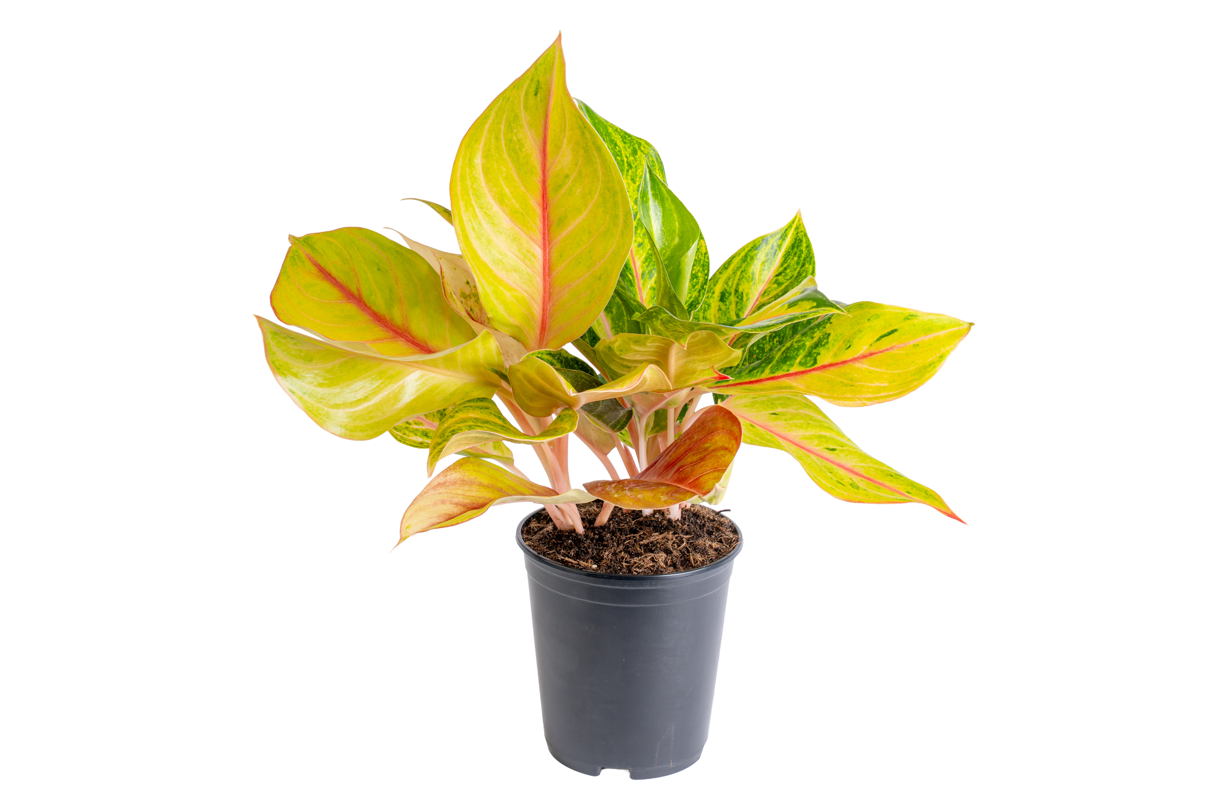 Aglaonema ‘Golden Fluorite’ (Aglaonema spp.)