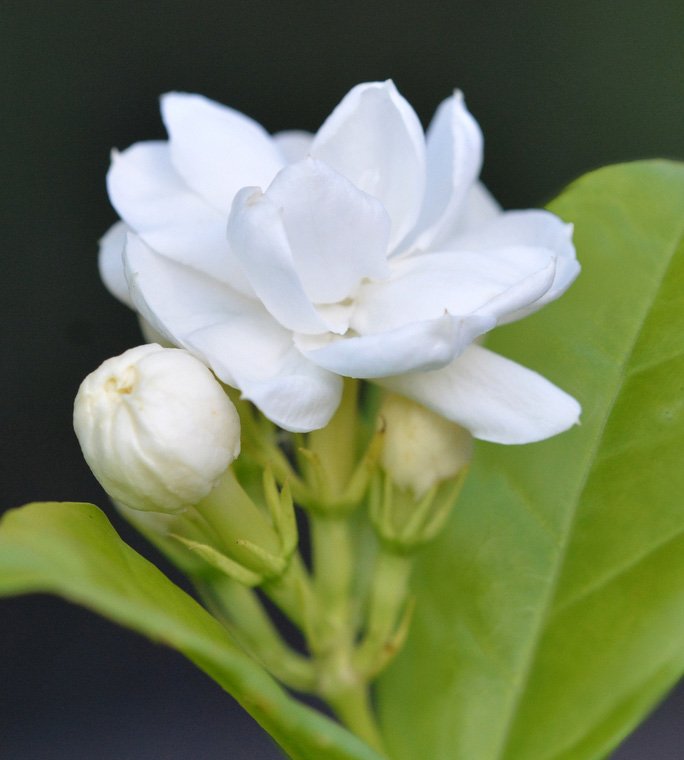 Jasminum sambac ‘Belle of India’ (Arabian Jasmine)