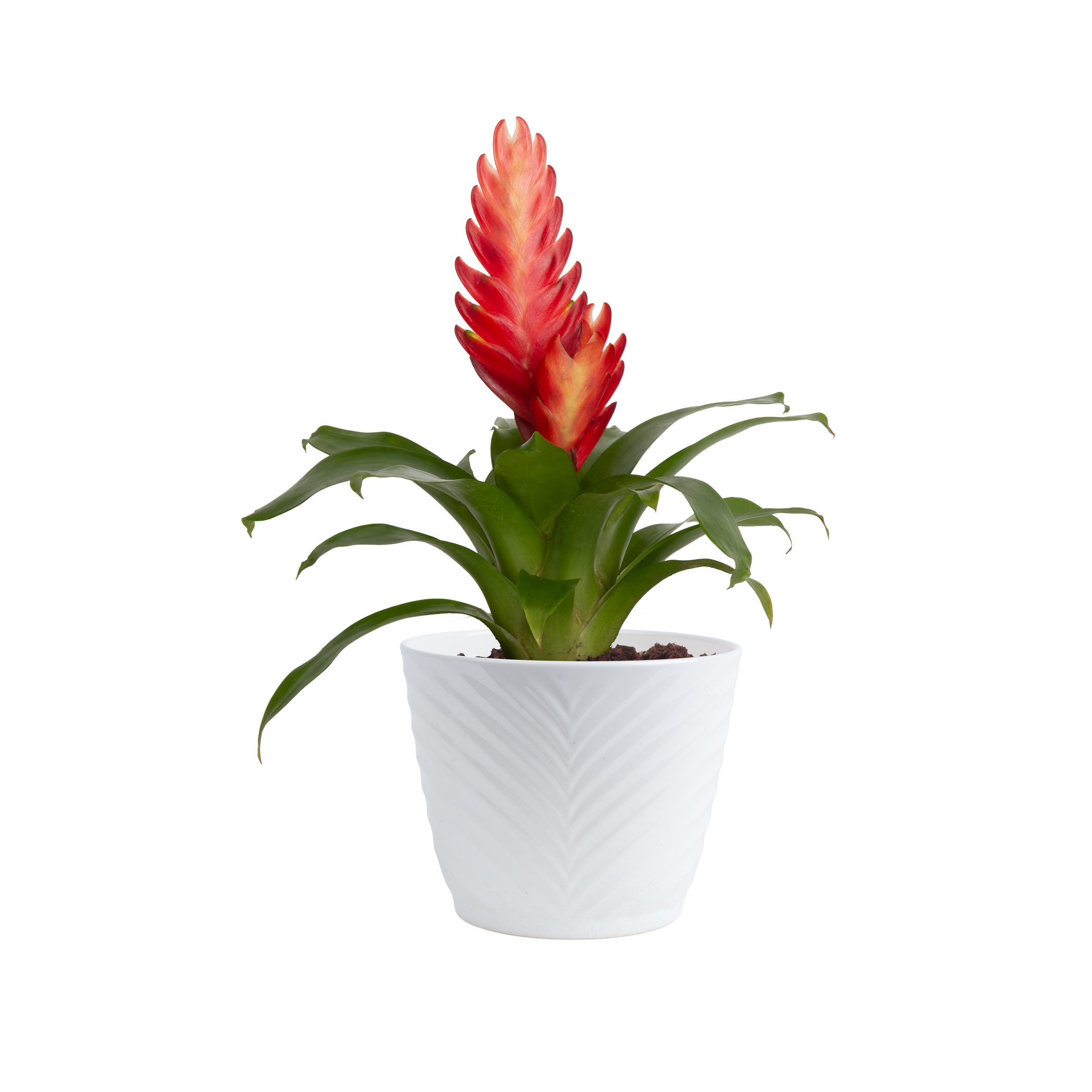 Vriesea (Vriesea spp.)