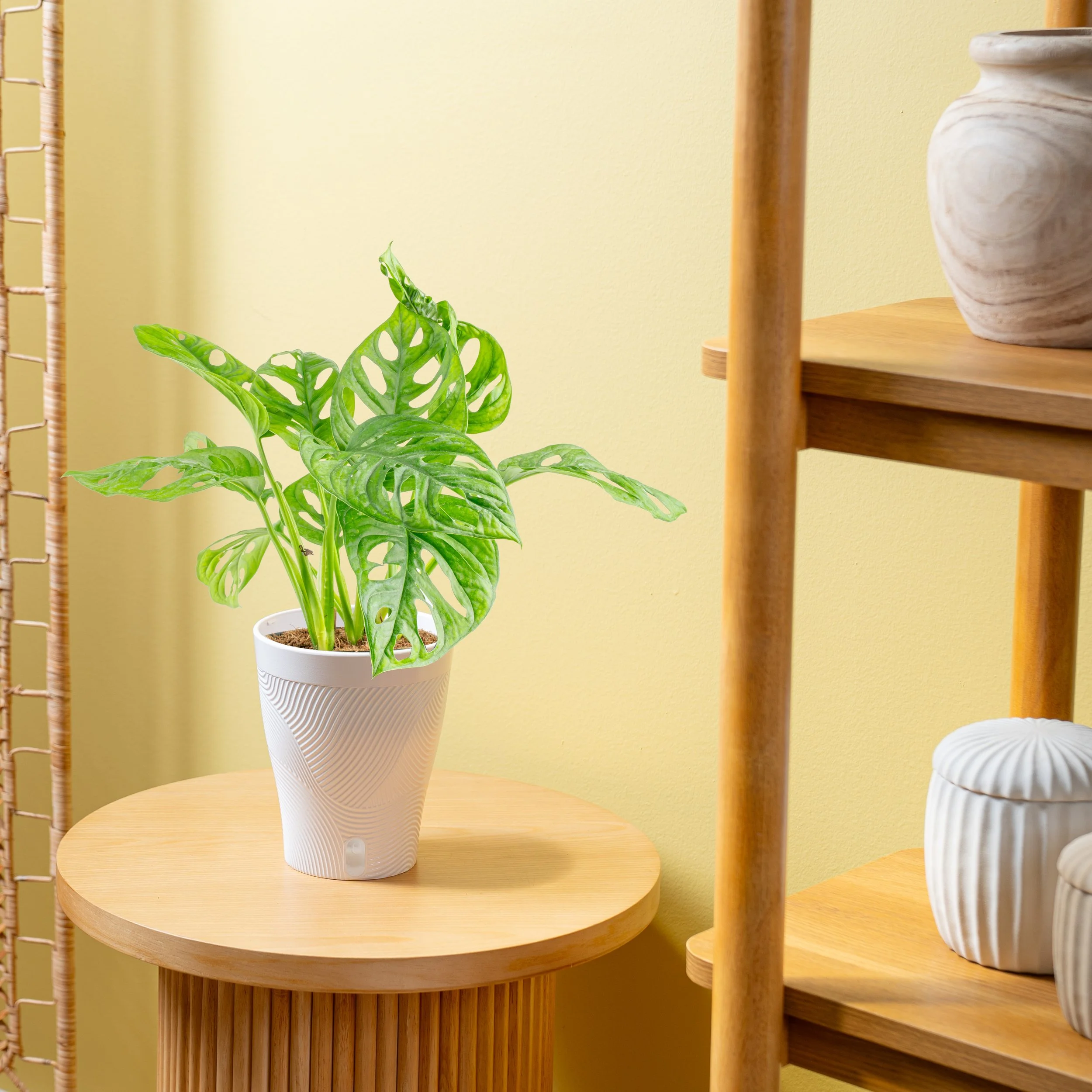 5in Little Swiss Monstera in Livia White Skinny Foliage-1.jpg