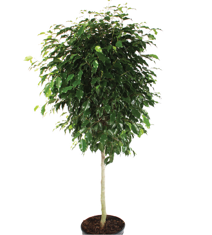 Ficus ‘Benjamina’ (Ficus benjamina)