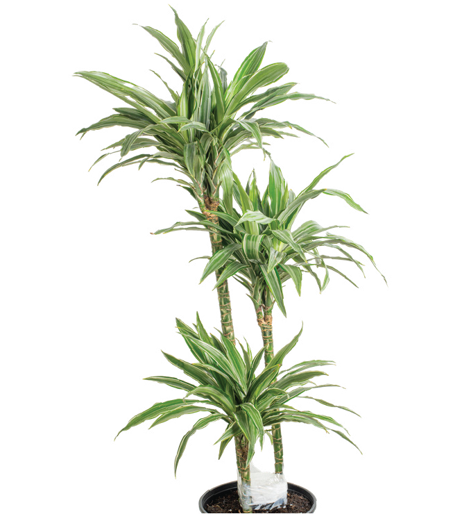 Dracaena Cane ‘Janet Craig Cane’