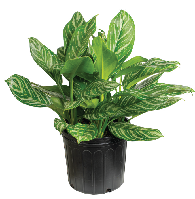 Aglaonema ‘Stripes’