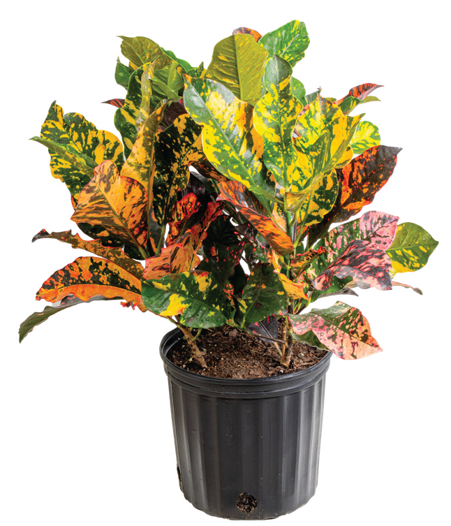Croton ‘Magnificent’