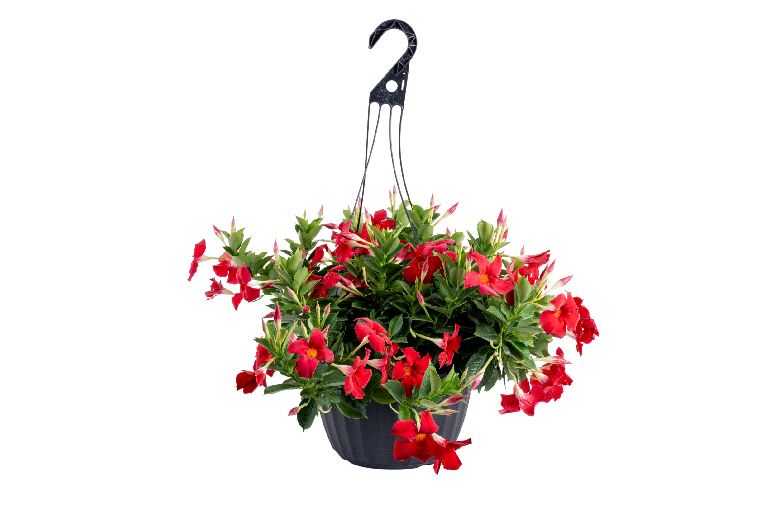 Mandevilla (Red Flowering Selection) (Mandevilla spp.)
