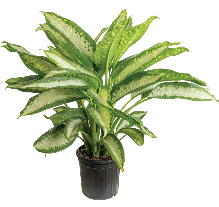 Dieffenbachia (Dieffenbachia spp.)