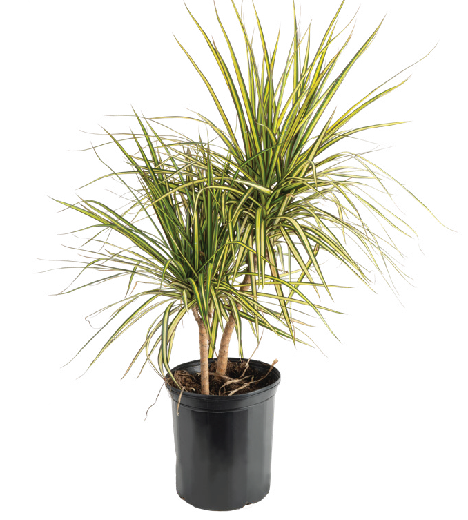 Dracaena Cane ‘Kiwi Flatweave’