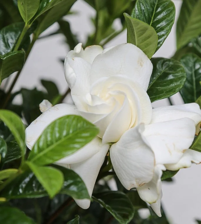 Gardenia jasminoides (Gardenia)