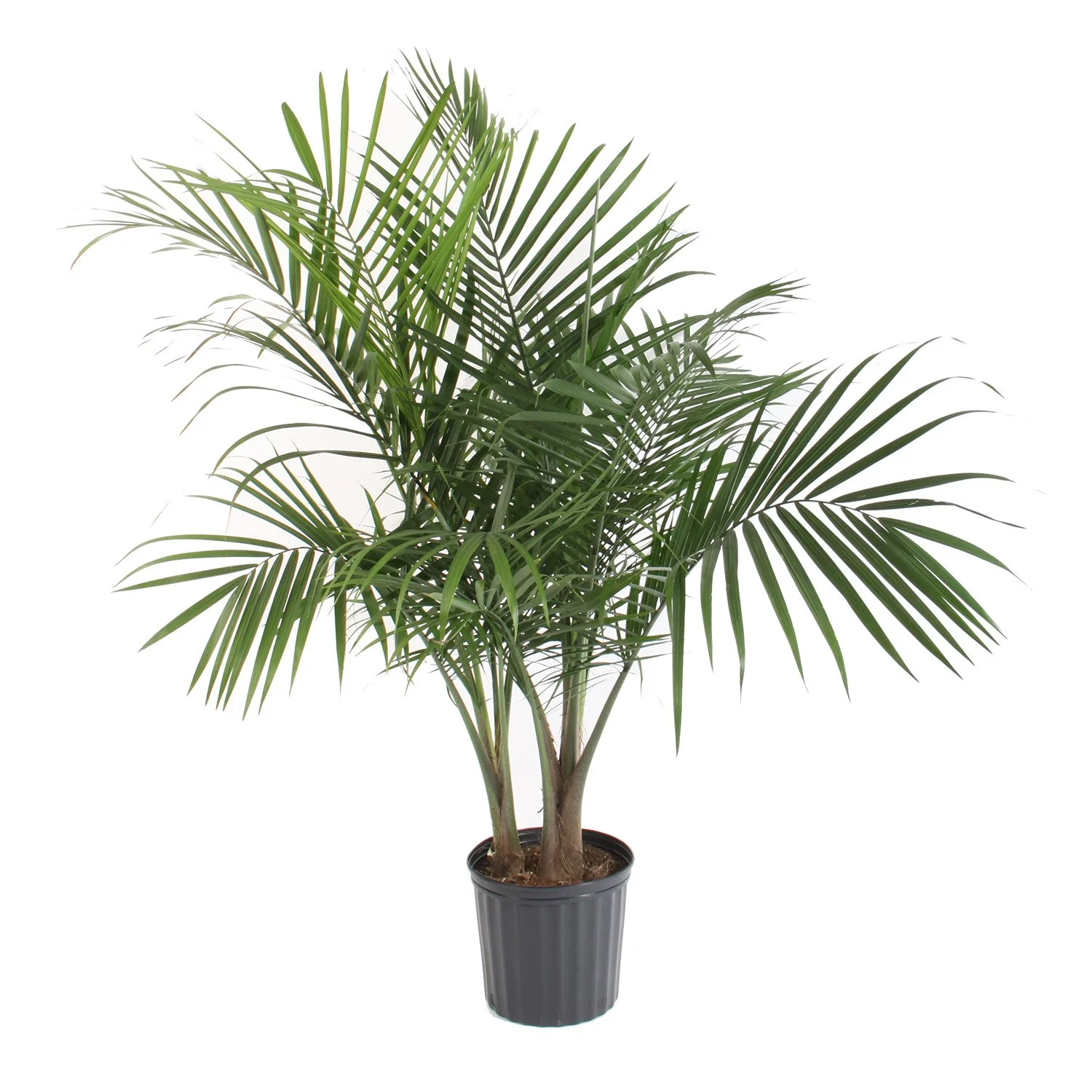 Majesty Palm (Ravenea rivularis)