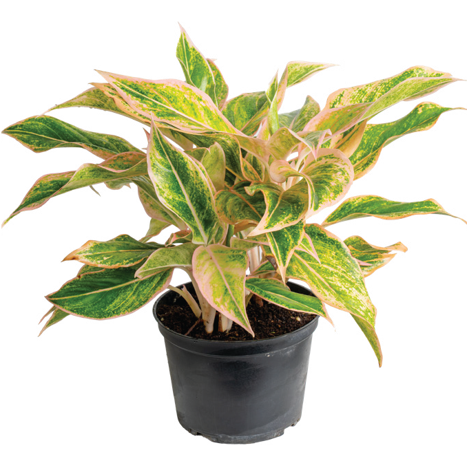Aglaonema ‘Golden Bay’