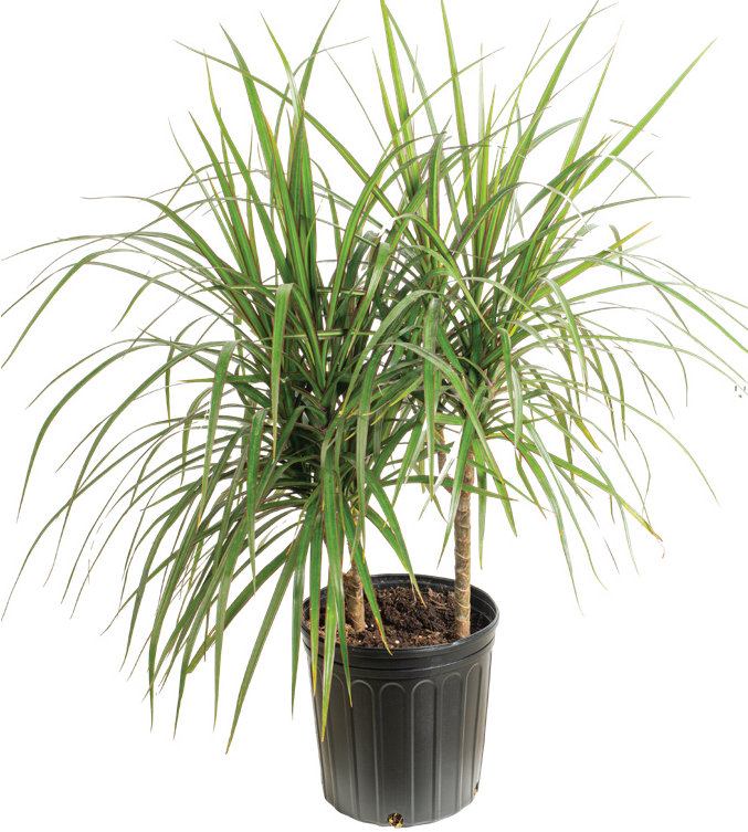 Dracaena Cane ‘Marginata Open Weave’