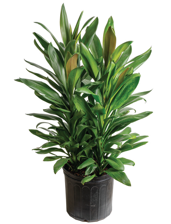 Cordyline ‘Glauca’