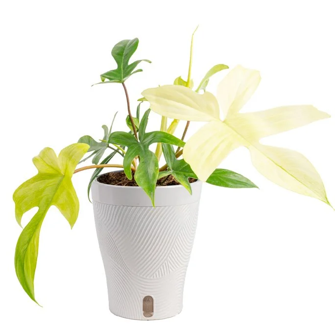 Philodendron ‘Florida Ghost’ (Philodendron pedatum ‘Florida Ghost’)
