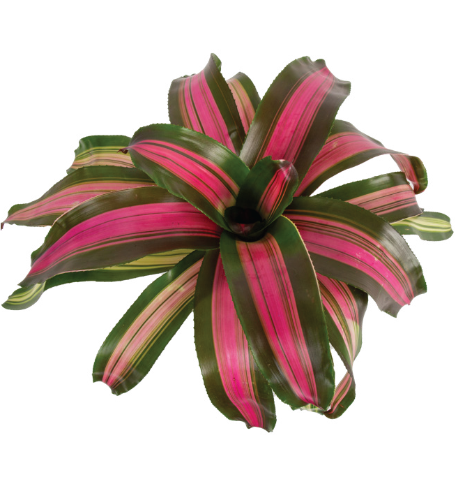Neoregelia (Neoregelia spp.)