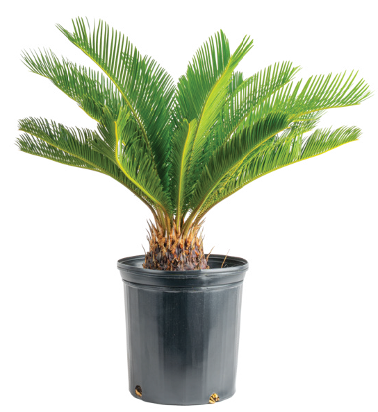 King Sago (Cycas revoluta)