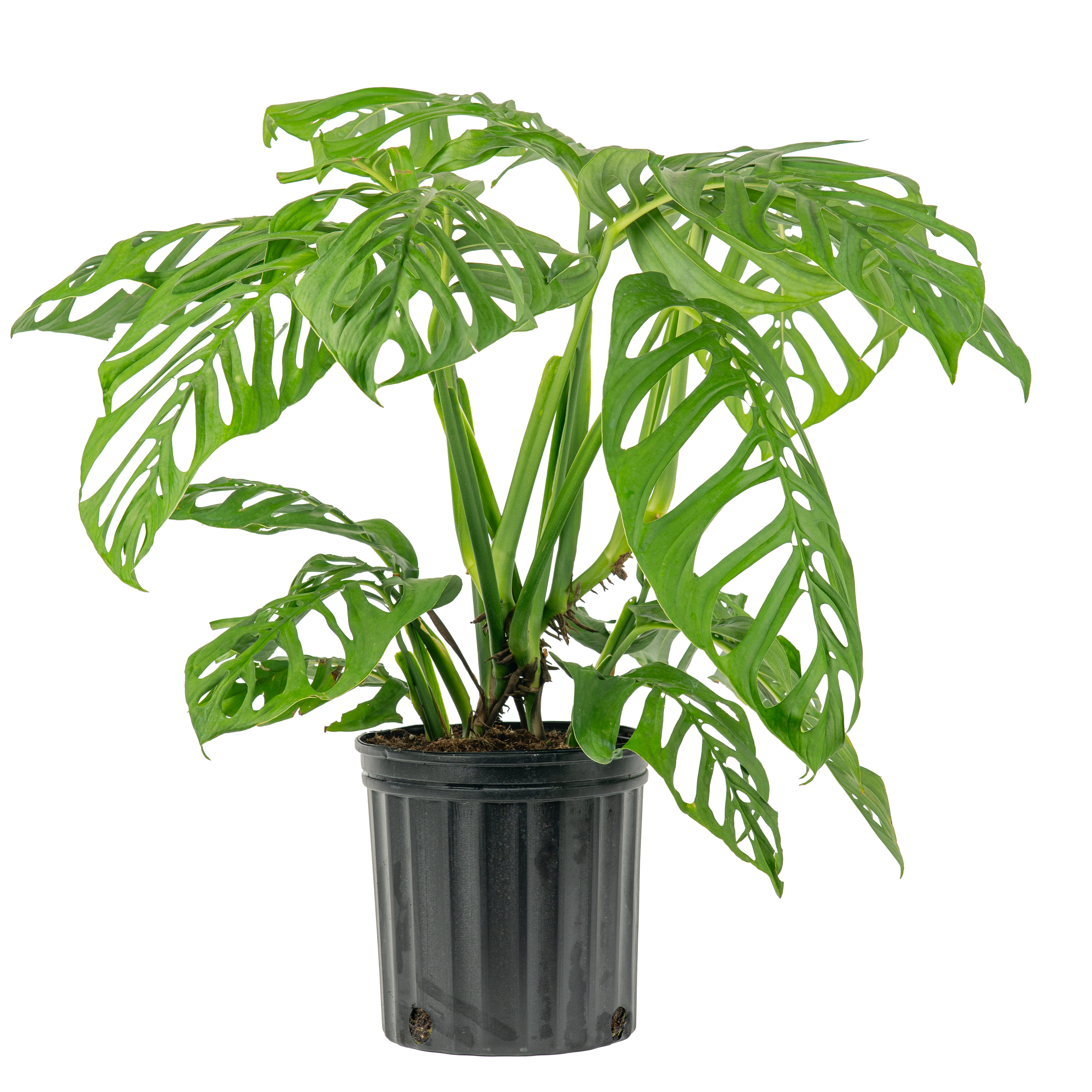 Monstera ‘Esqueleto’ (Philodendron esqueleto)